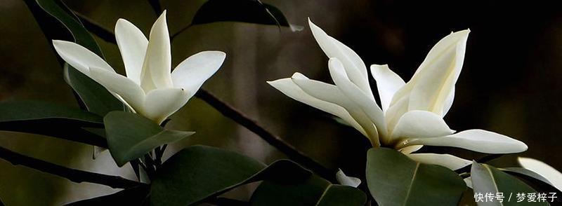 3种“美女花”值得拥有,花色清新,容易开爆盆,好看又好养,美极了!