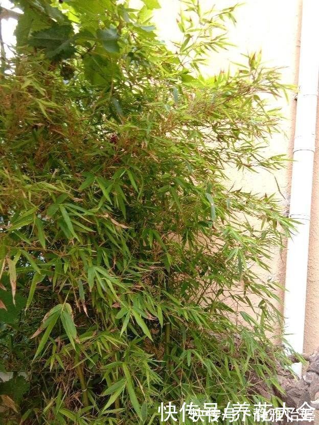 砍掉|房顶上养了一株花,邻居叫我赶紧砍掉,真是为难