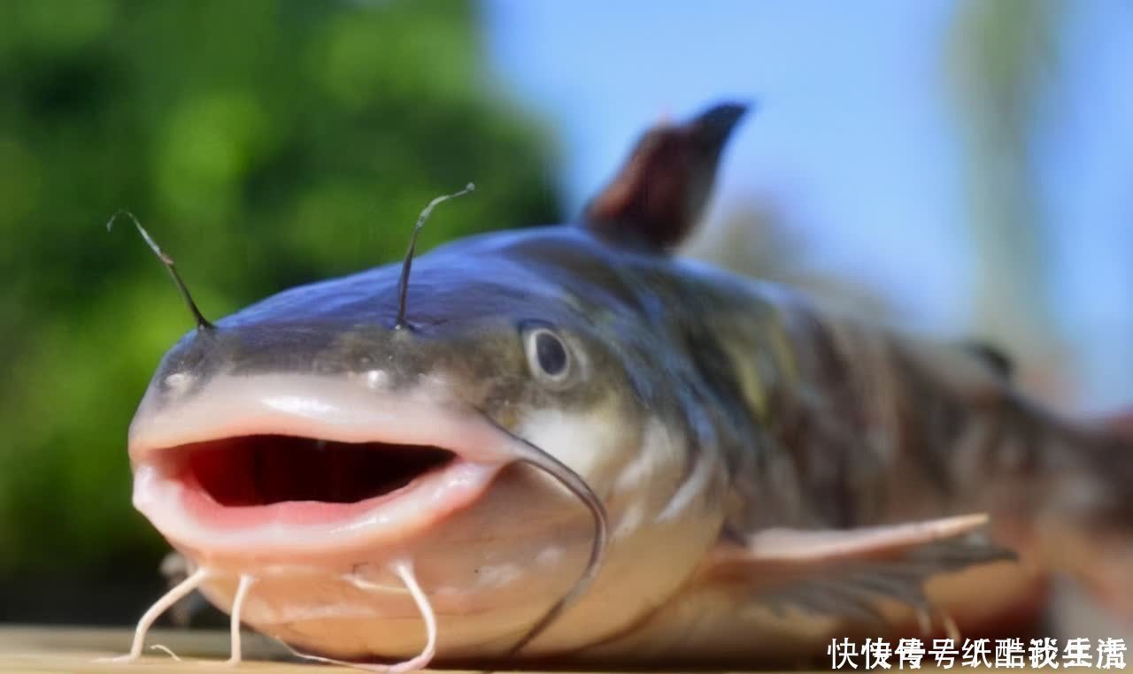 闽北|高手在民间,闽北神奇弓鱼术,能让鱼离水几天不死,是真的吗?