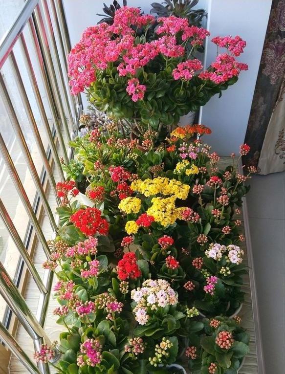 养长寿花,避开5个“坑”,开满大花头,阳台满花球