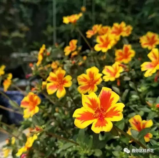 1个小窍门,普通的太阳花也能养成万元盆景老桩,邻居纷纷来学!