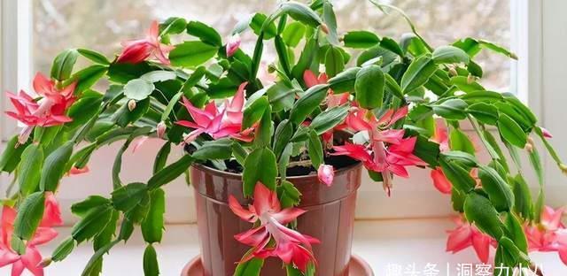  蟹爪兰有“三怕”，室内养护需避开，顺利春化，独苗开出层叠群兰