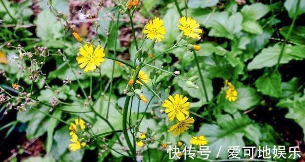 荠菜|人称“黄瓜菜”，曾是救荒菜，如今20元一斤，路边常见少人识