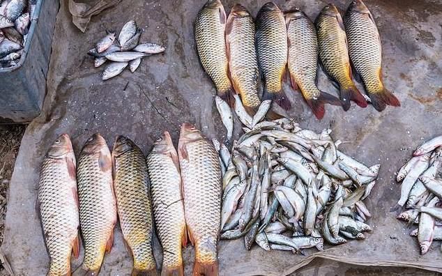  淡水鱼|6元一斤无人问津，以前的“淡水鱼王”，为什么不受待见了？