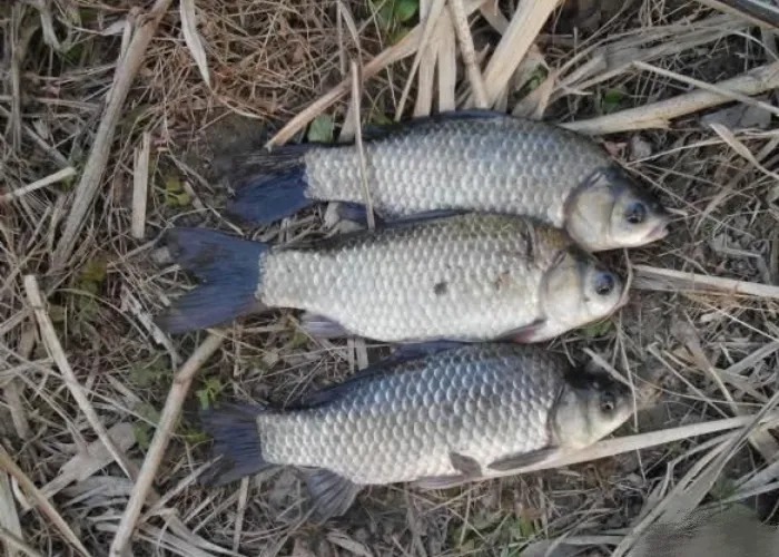 冬钓又一重大突破,我只用了3个简短招式,无需担心板鲫不上钩