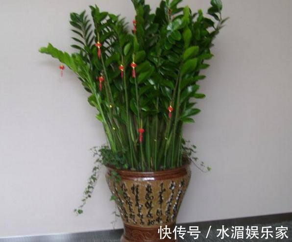 富贵|阳台放上几种东西，让你家财运亨通，一生富贵旺到爆！