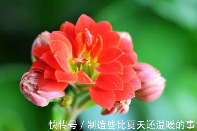 家里养花，花大色艳能爆盆，好养易活真漂亮，家里养出小花园