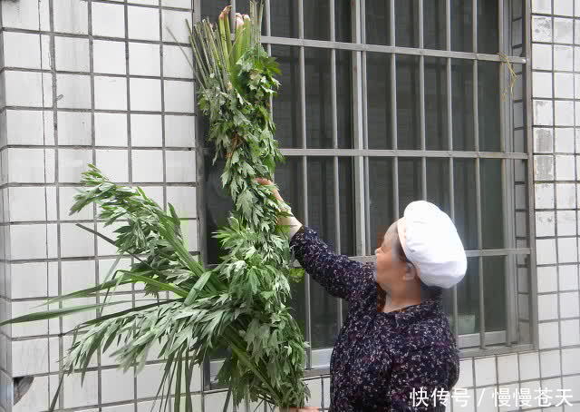 习俗|端午节插艾草有说法,老话说“五讲究三不挂”指的是什么?