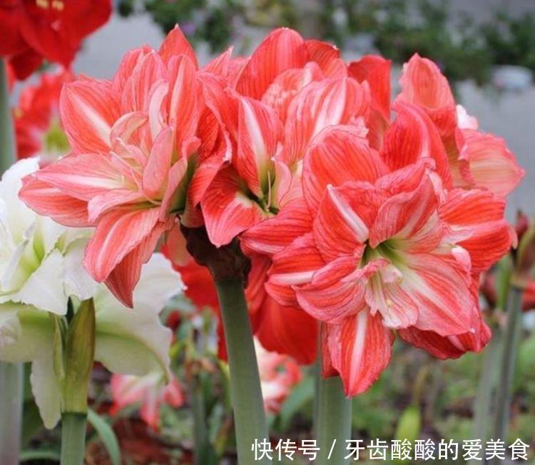 4种花养了就爆盆，好养易活开花漂亮，美轮美奂，你一定会喜欢