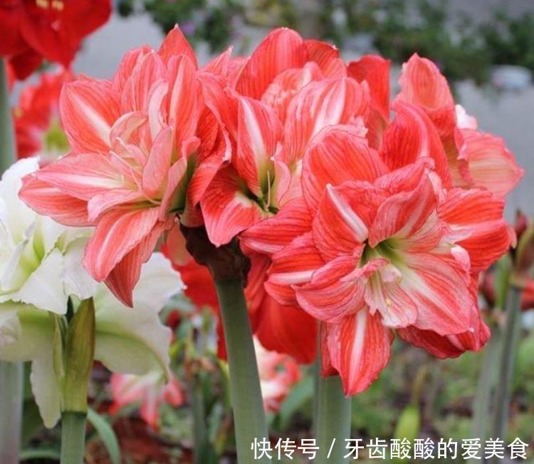 4种花养了就爆盆,好养易活开花漂亮,美轮美奂,你一定会喜欢