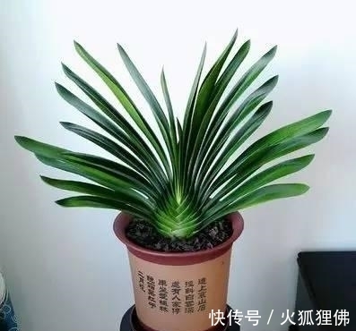 为什么你养了5年的君子兰就是不开花，要满足三个条件才能开花