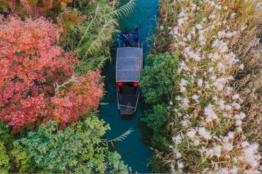 真想约一次“芦荡唱晚”常来常熟，流连撩人风景