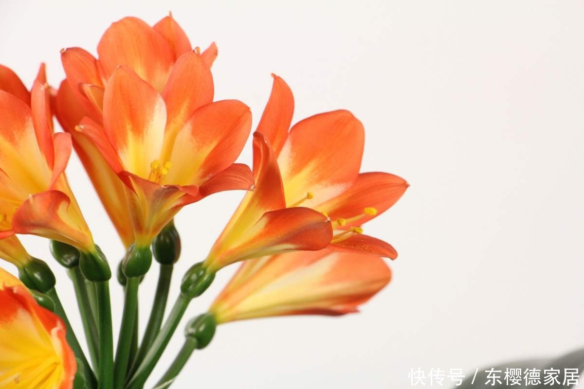 家里君子兰不开花?这4点做不好,容易黄叶还烂根!