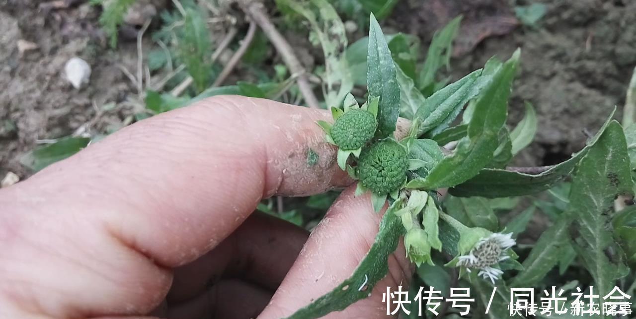 一年生|农村这种野草手一碰就变黑,很多人不知道它可以捣烂来煮水洗头!