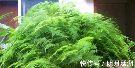 净化|客厅养上4种花，好养又大气，叶片四季翠绿，还能净化空气