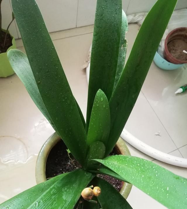 夏季|夏季养君子兰,要做好这3点,否则叶片容易出问题