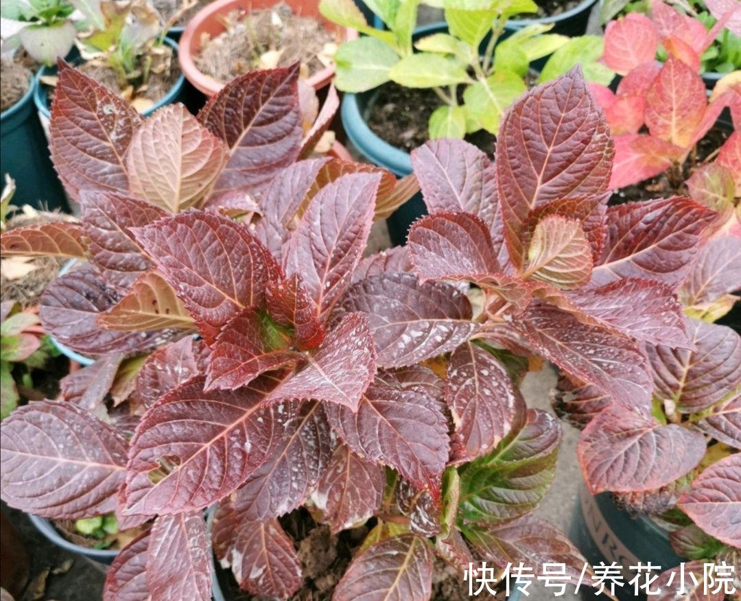 大花绣球不要入室太早,放在外面“冻一冻”,来年开花更多