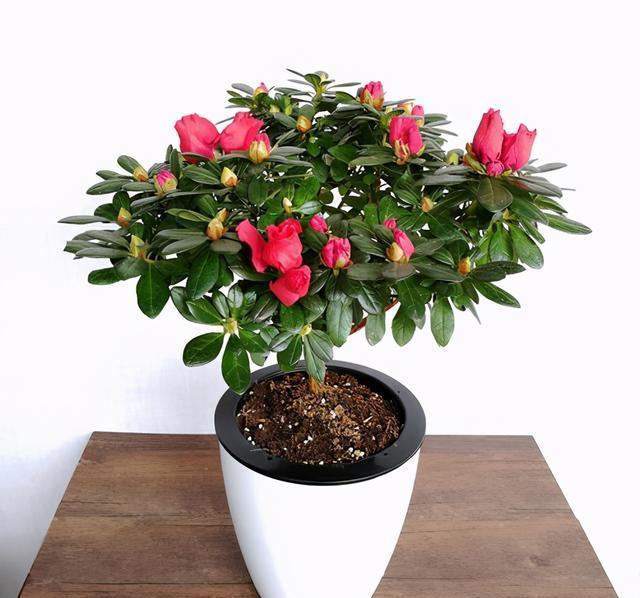 杜鹃花怎么养?抓住三个关键点,开花不困难