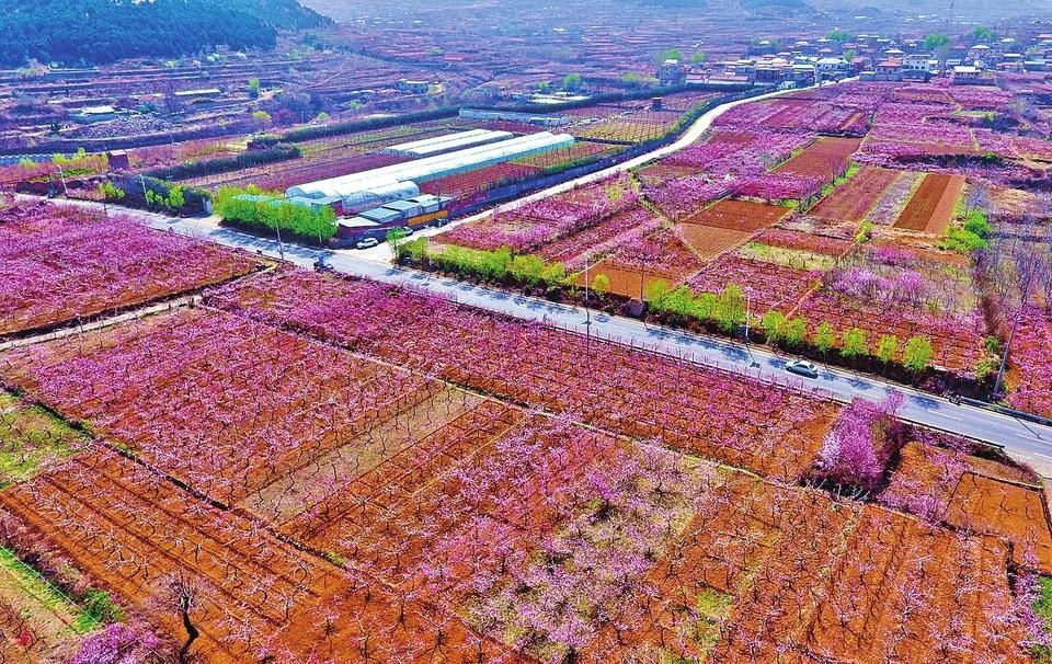 泉城处处美景 万亩桃花笑春风