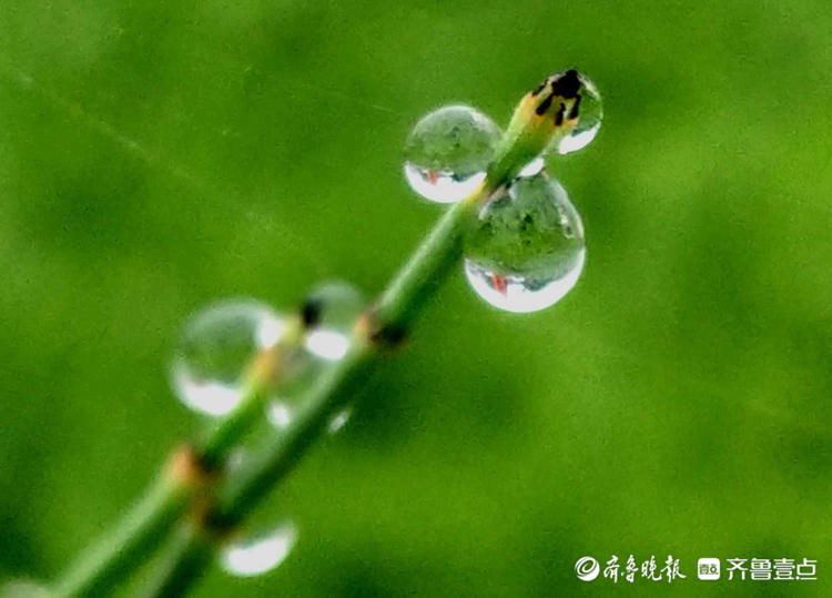 一闪一闪亮晶晶！清晨接骨草挂满露珠，别有一景|情报站| 壹粉