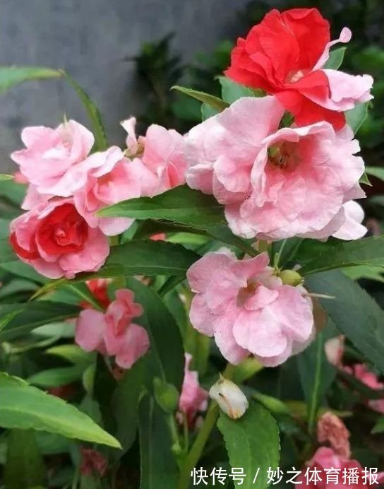 居家就养此款花卉,浇水就疯长,给点阳光就“灿烂”,开花不断!