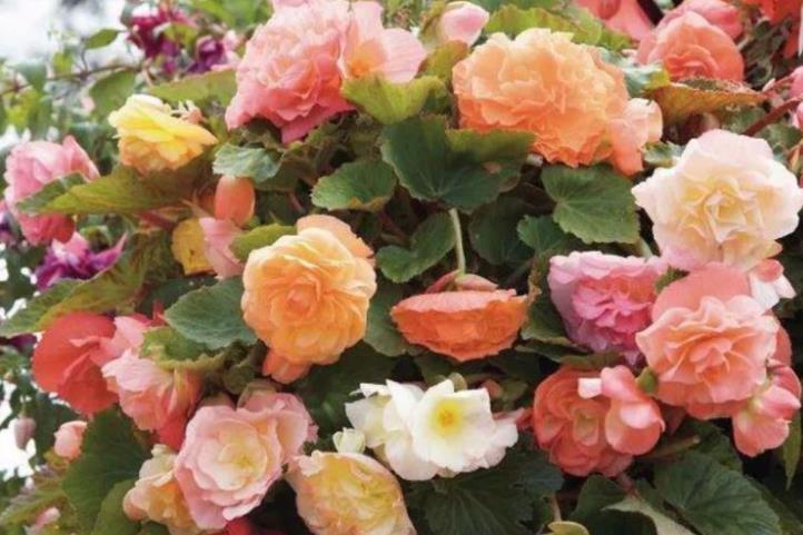 4种花漂亮又好养,比牡丹好看,比吊兰好养,满树都是花朵