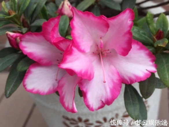 月季|大蒜养花好处多，杀虫杀菌，花长得快、不烂根！