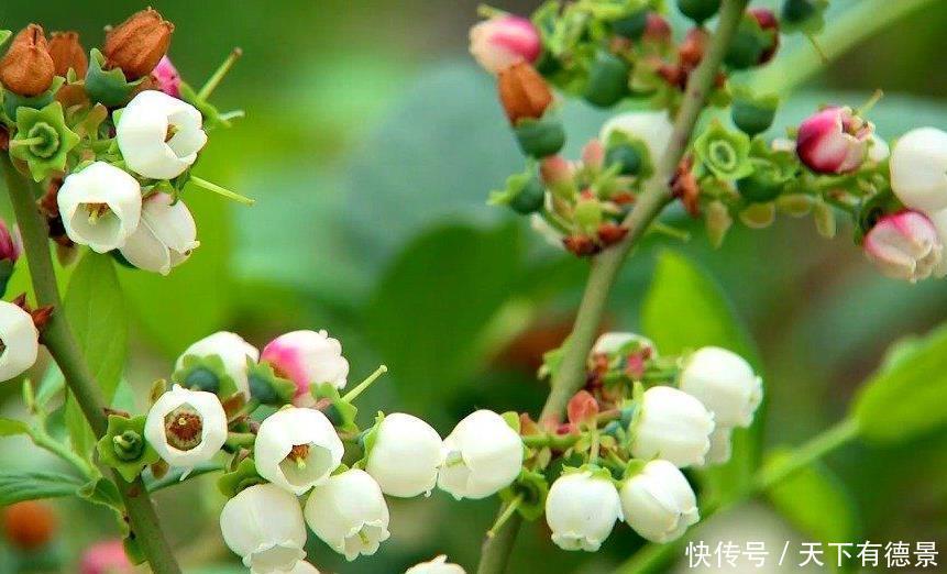 蓝莓结果的关键点是什么?其实方法很简单,掌握几点就可以