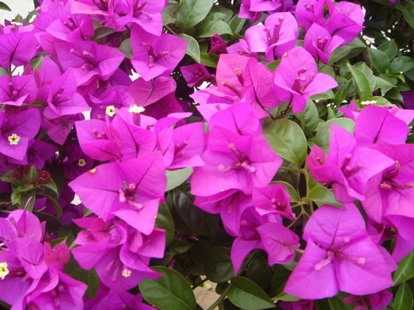 “小黄豆”作用大,三角梅盆栽加点它,呼呼直窜,一年长成大花树