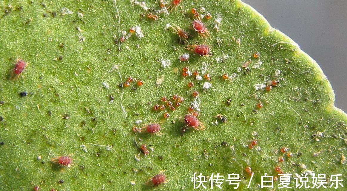 植物上的蚜虫是怎么产生的