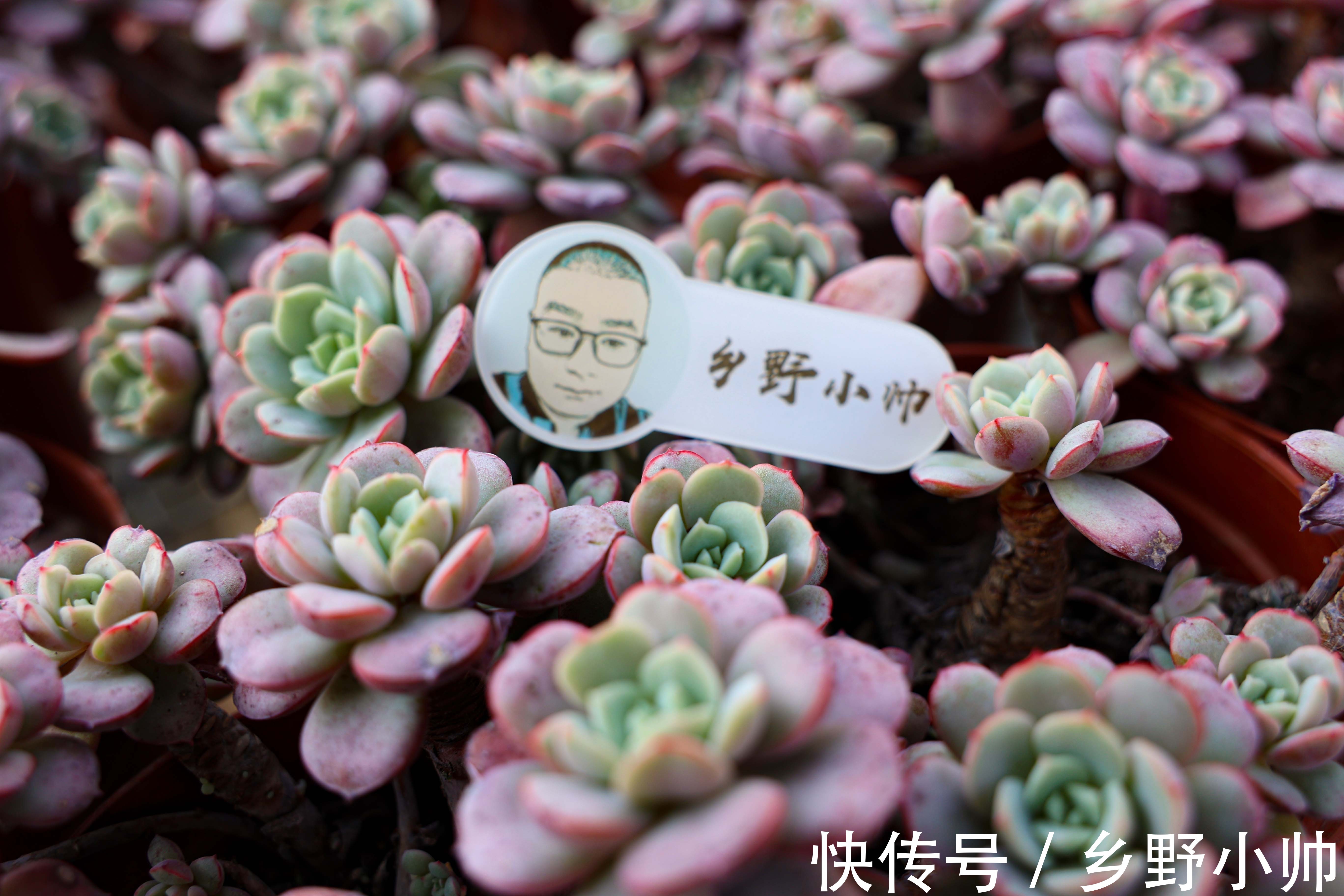 多肉植物不发根?所有的现象都是有原因的,看看你中招了没