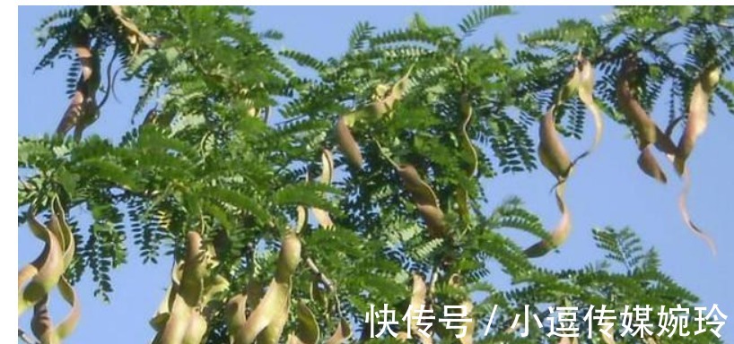 沐稷|古代人一个月不洗头发?两日油三日痒,为何古人的发质那么好?