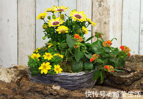 养花15年的经验告诉你,4种水不能用来浇花,科学养好花