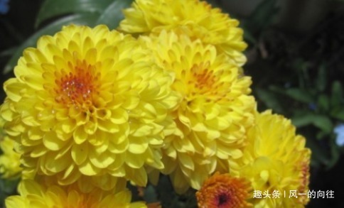 快要临近夏天，这3种花号称“热不死”，天越热花开的越旺