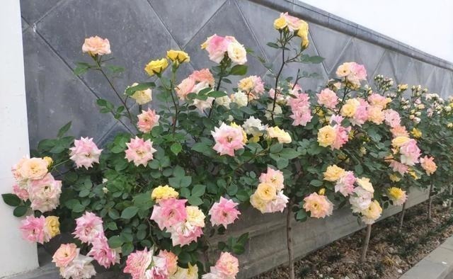 月季|3种花养在小盆里，2年变老桩，茎干粗壮开花香，1次能开50朵