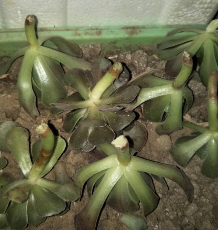 冬美人|多肉徒长咋办砍砍头,撸个叶,一盆又能变多盆!