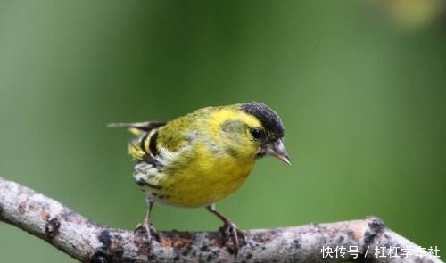 黄雀飞飞摩苍天。