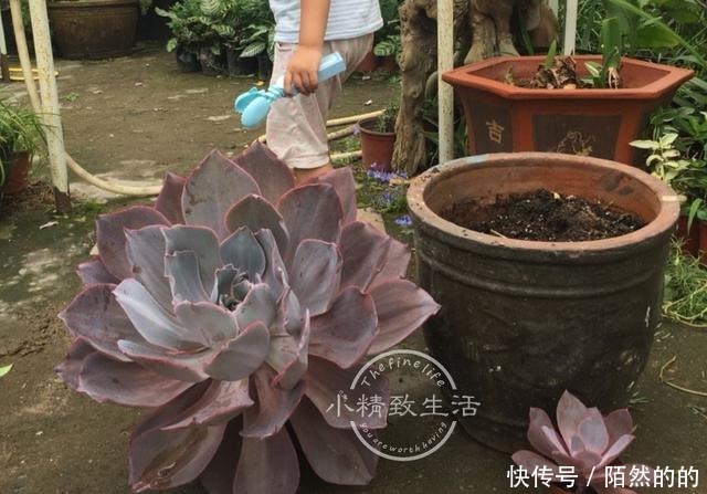 他用水缸养多肉，2年养出巨无霸晚霞，肉友纷纷表示头一次见！