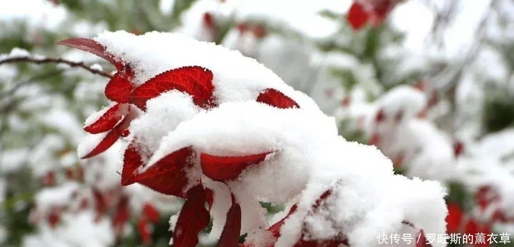 推荐丨来汉中这座慢节奏小城，邂逅一场浪漫的“风花雪月”~