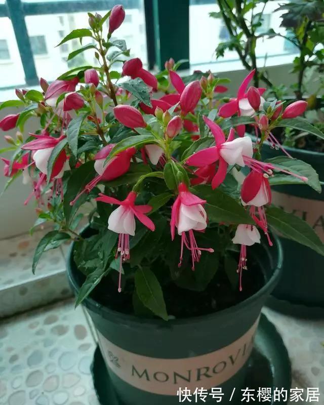 月季花|这些花秋天已“苏醒”,再忙也要施“秋肥”,不然会影响生长