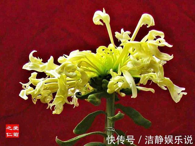 菊花|喜欢菊花，就养盆“珍稀名菊”白鹿角，是仙女舞裙，端庄典雅