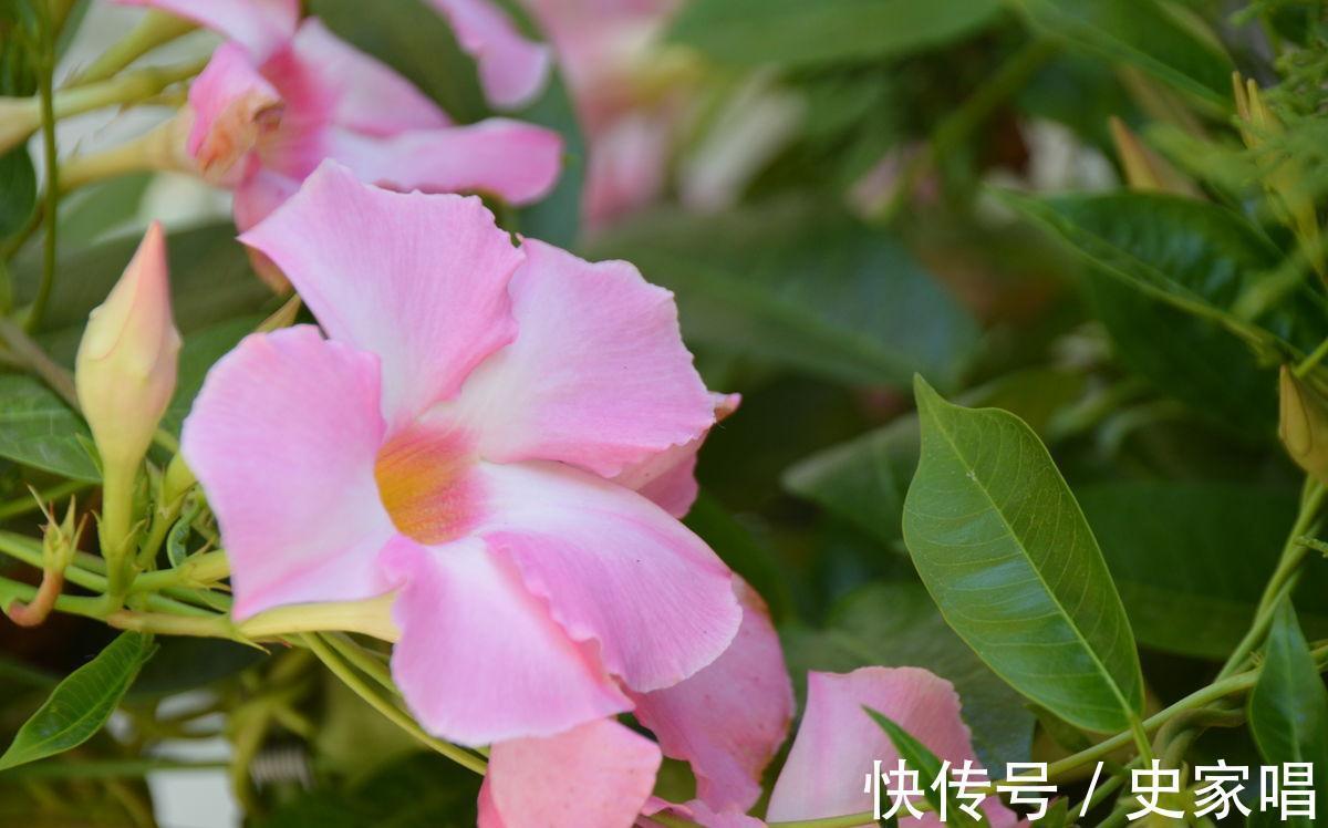 飘香藤秋末开花，这时候养护不注意，可能会元气大伤，冬季变光杆