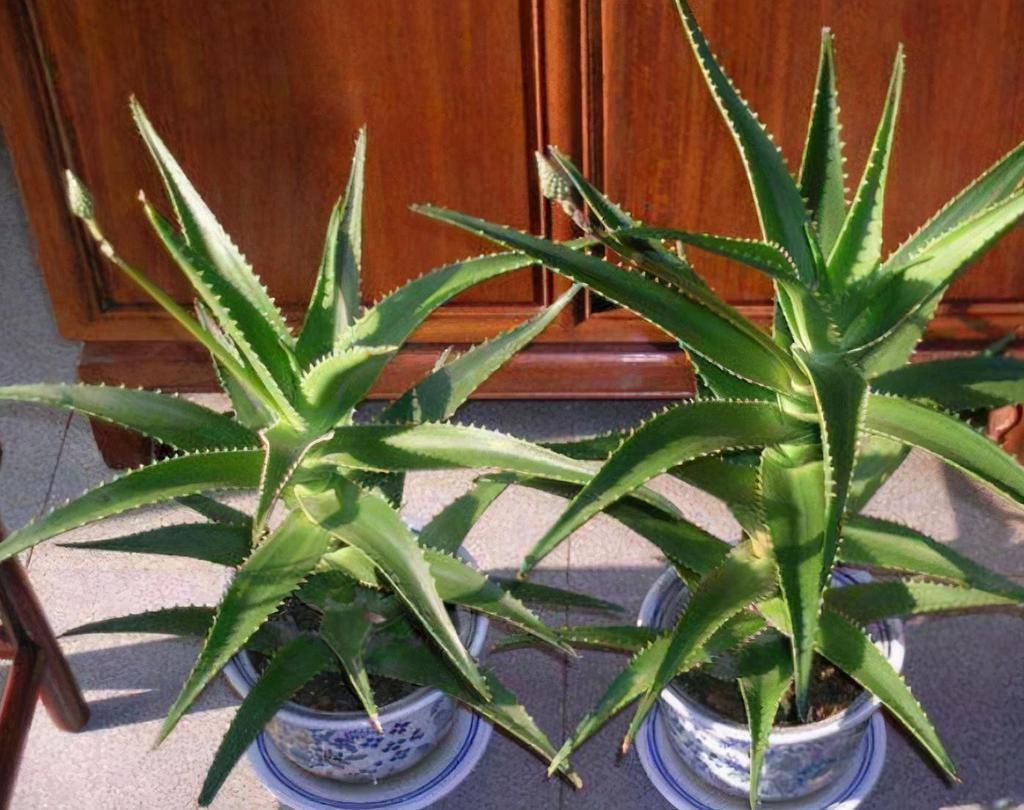 虎刺梅|看看这几种花,赶紧搬到室外吧,看着美但真不能养在屋里