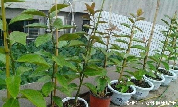 牙签扎个洞，插上仙人球，嫁接在“神木”上，变成“仙人球树”！