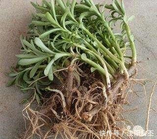 6种花,治蚊子,比蚊香还管用,夏天养10盆也不嫌多!