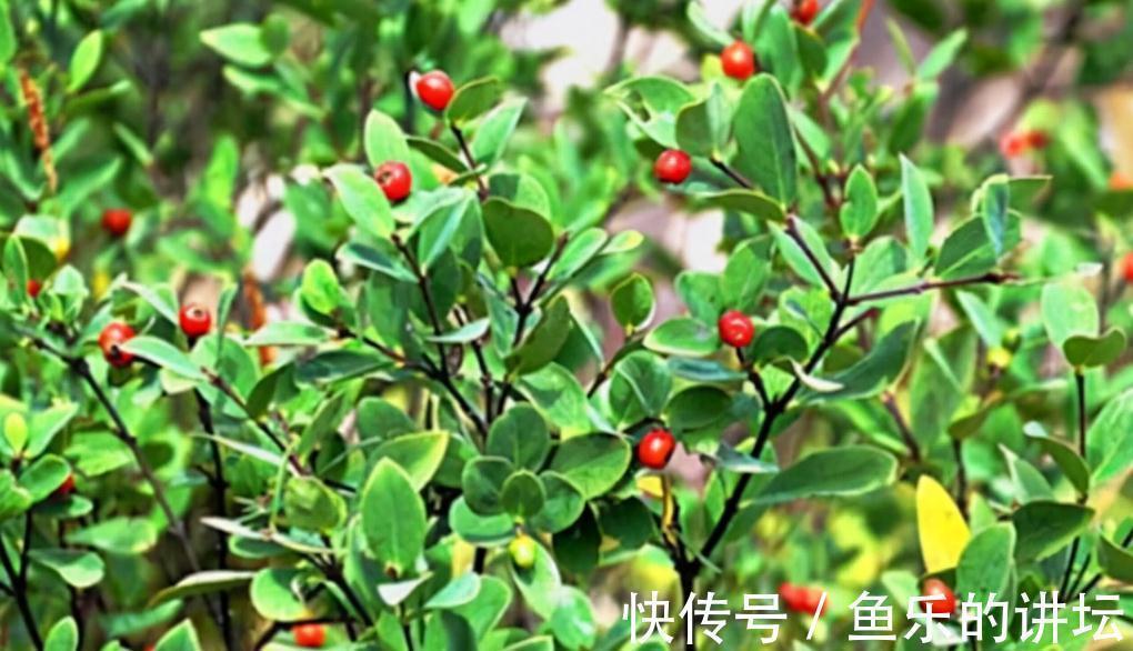 风湿痛|农村两种自带毒性的植物,为何如此受大家欢迎?