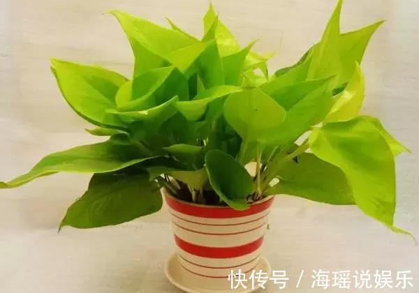 爆盆|都说绿萝好养,我家的总是长不好,绿萝这样养,一个月就爆盆!