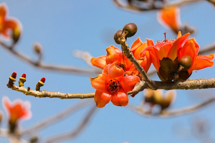 春日赏花指南来了！趁着阳光正好，这些地方不要错过