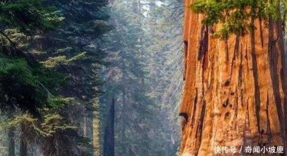 世界“最高”的树木,比50层楼还要高,如今被中国禁止种植