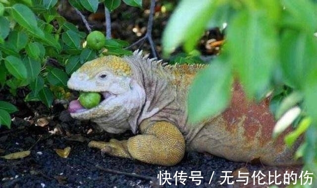 桉树|毒番石榴树有多毒,摸都摸不得,在树下躲雨都能中毒